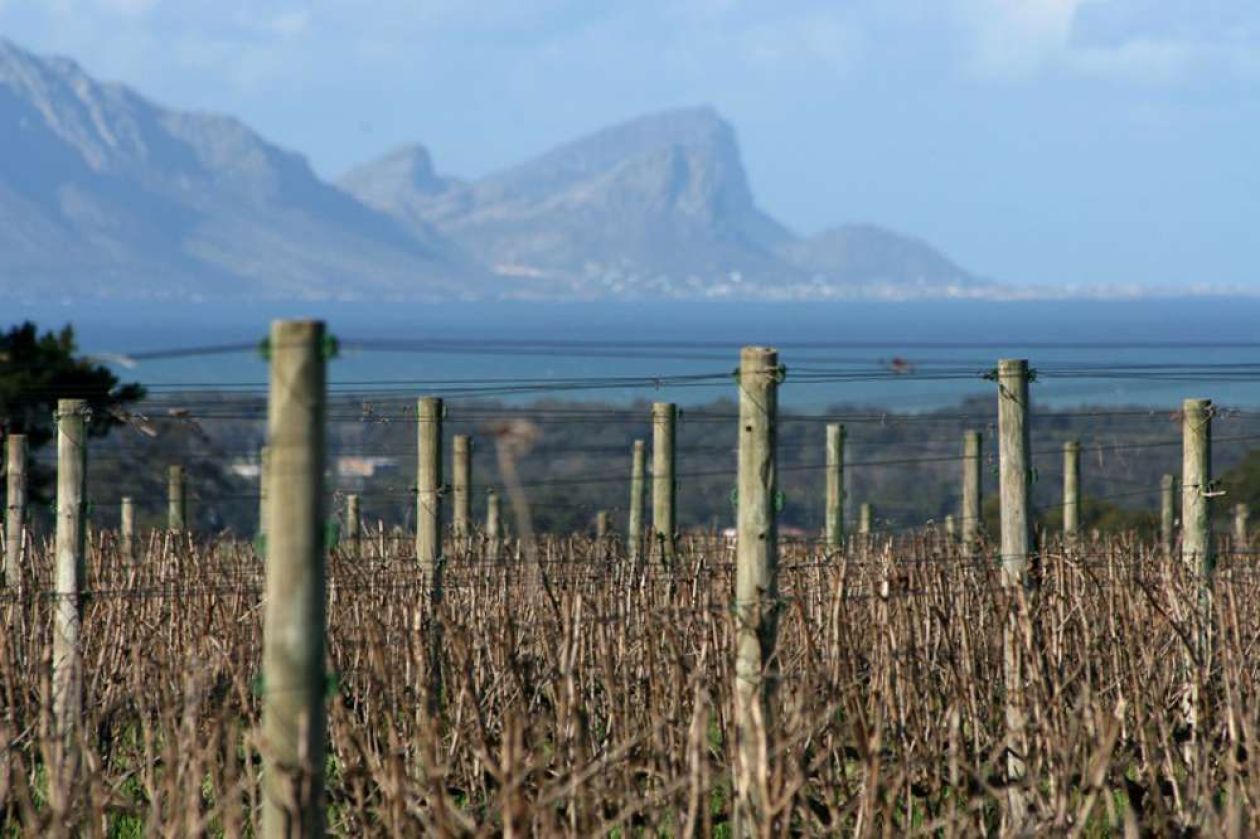 Gorza pali legno - Altri pali - Pali per vigneti e frutteti