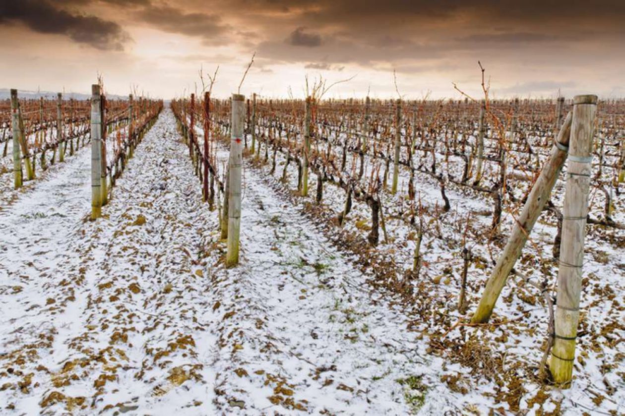 Gorza pali legno - Altri pali - Pali per vigneti e frutteti