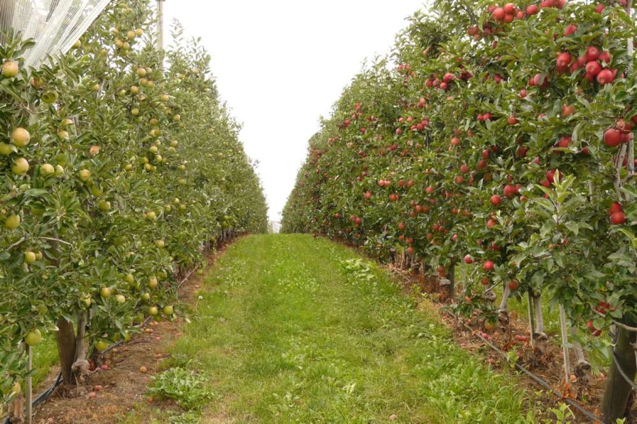 Gorza pali legno - Altri pali - Pali per vigneti e frutteti