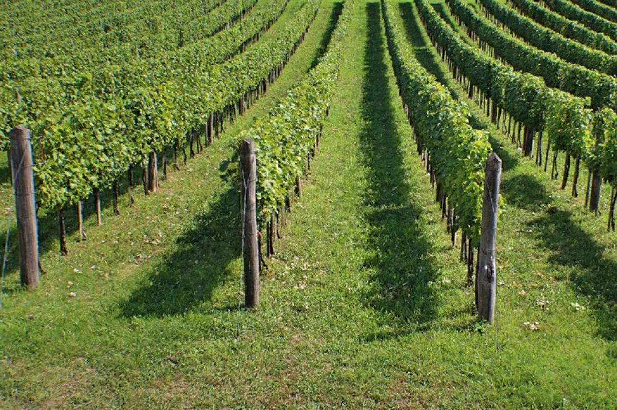 Gorza pali legno - Altri pali - Pali per vigneti e frutteti