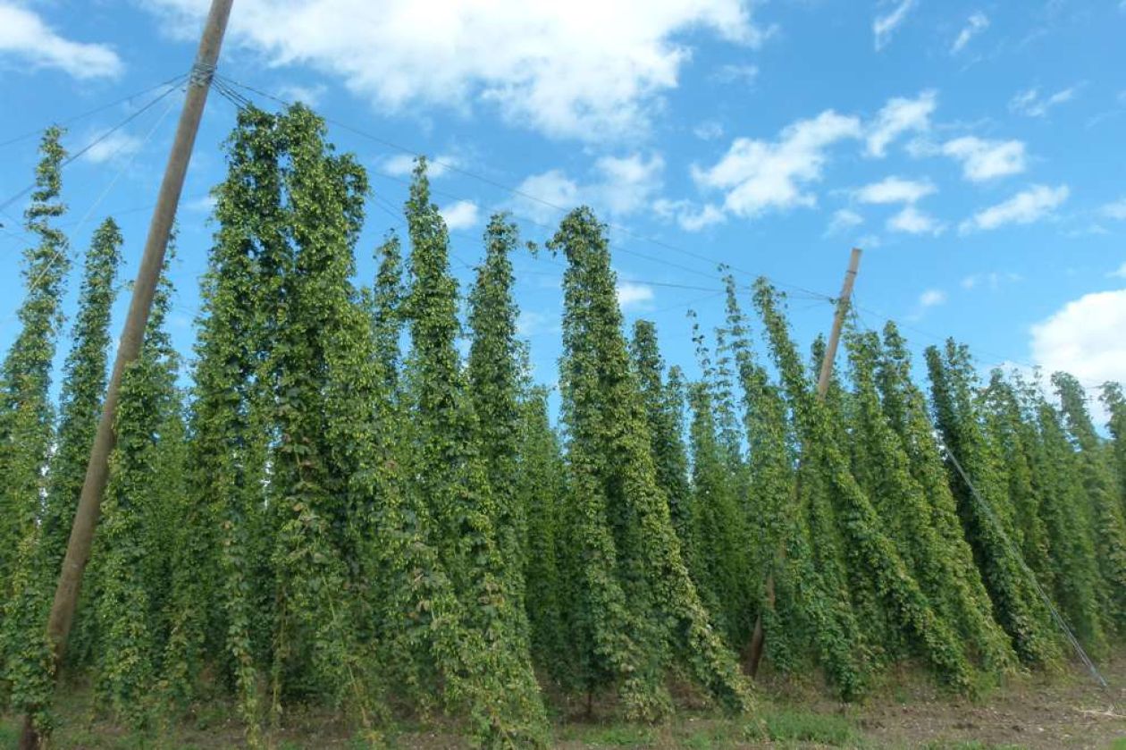 Gorza pali legno - Altri pali - Pali per vigneti e frutteti