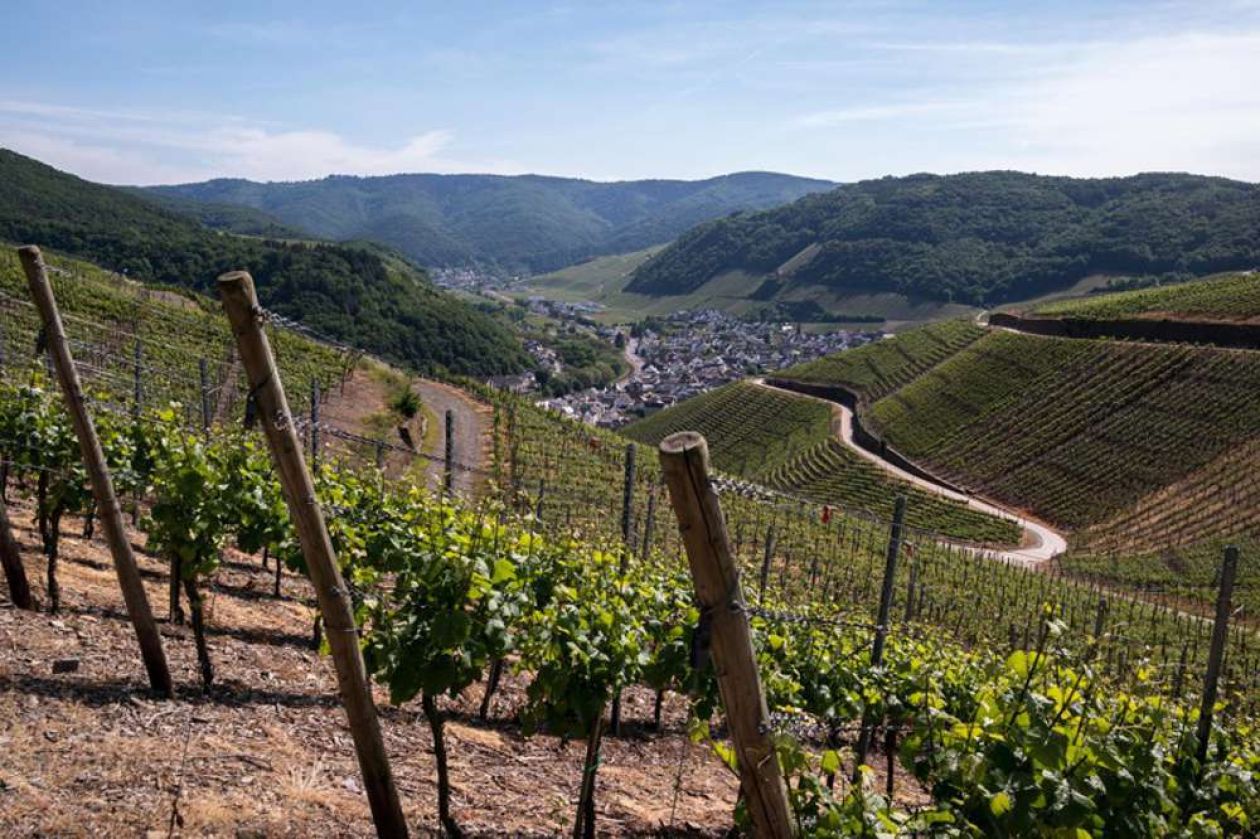 Gorza pali legno - Altri pali - Pali per vigneti e frutteti