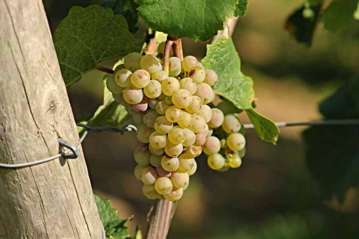 Gorza pali legno - Altri pali - Pali per vigneti e frutteti