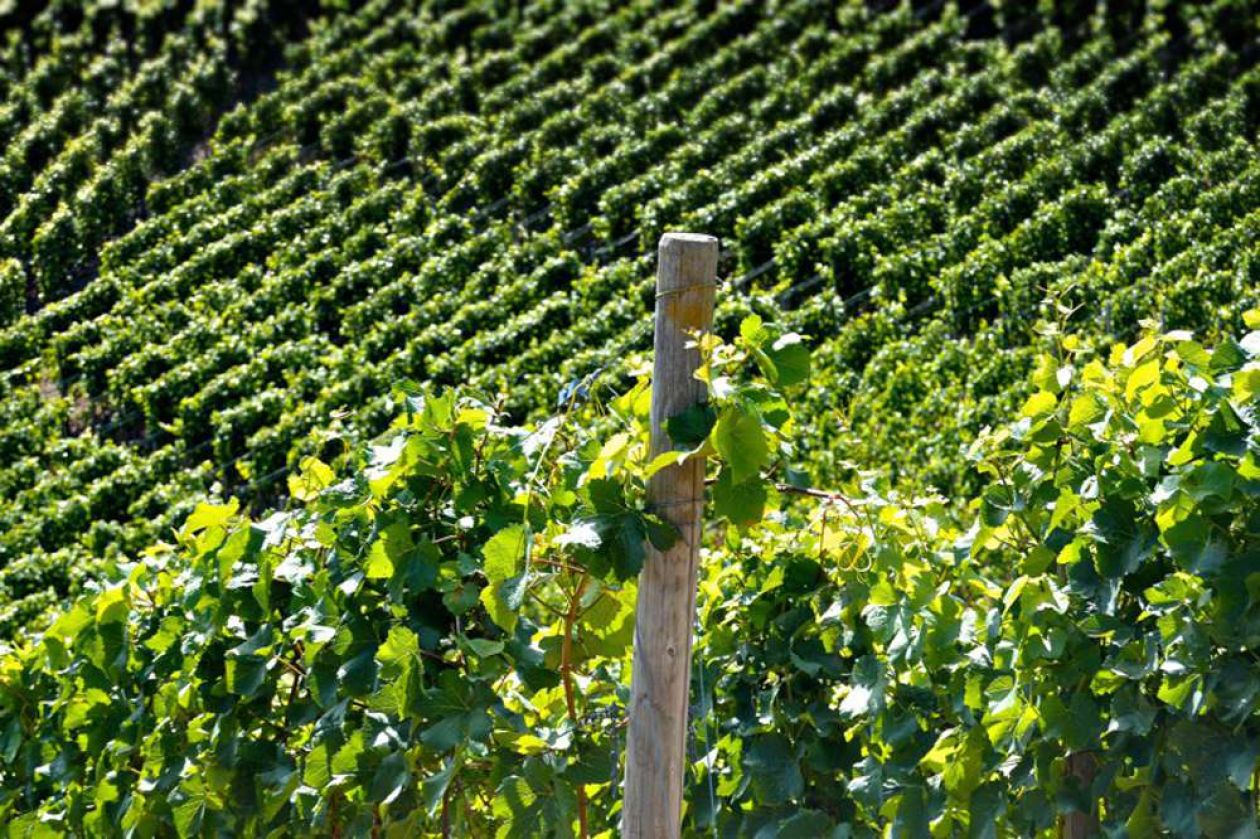 Gorza pali legno - Altri pali - Pali per vigneti e frutteti