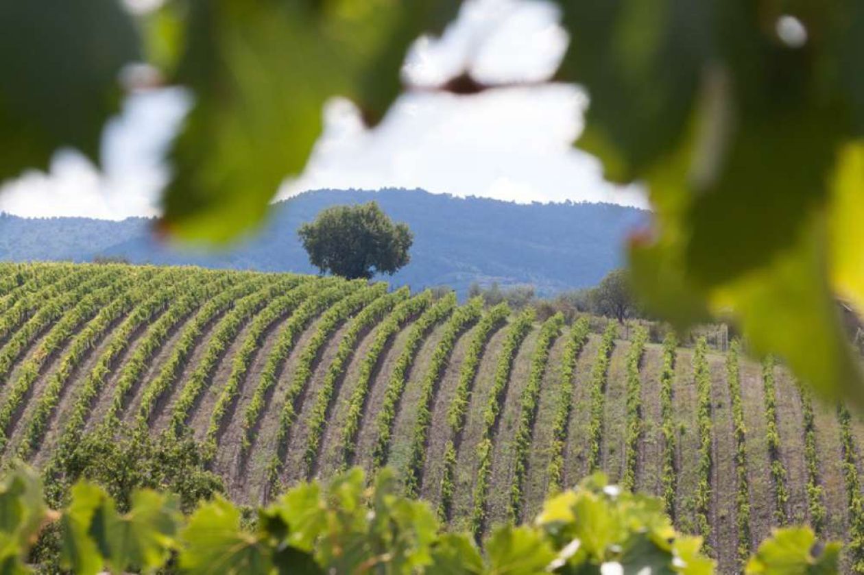 Gorza pali legno - Altri pali - Pali per vigneti e frutteti